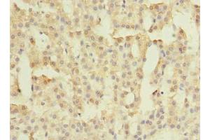 Immunohistochemistry of paraffin-embedded human adrenal gland tissue using ABIN7165410 at dilution of 1:100 (FAM149B1 抗体  (AA 107-528))
