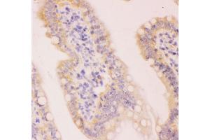 Anti-MCL1 Picoband antibody,  IHC(P): Rat Intestine Tissue (MCL-1 抗体  (AA 1-350))