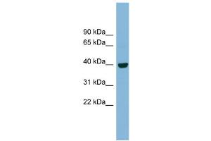 WB Suggested Anti-IMPAD1 Antibody Titration:  0. (IMPAD1 抗体  (N-Term))