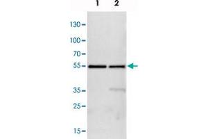 Western blot analysis of Lane 1: NIH-3T3 cell lysate (Mouse embryonic fibroblast cells), Lane 2: NBT-II cell lysate (Rat Wistar bladder tumour cells) with ATP5B polyclonal antibody  at 1:100-1:500 dilution. (ATP5B 抗体)