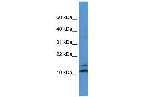 WB Suggested Anti-MAGOH Antibody Titration: 0. (MAGOH 抗体  (N-Term))