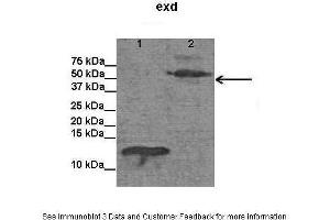 Lanes:   Lane1: E. (EXD (C-Term) 抗体)