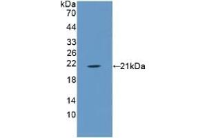 Western Blotting (WB) image for anti-Annexin A1 (ANXA1) (AA 208-336) antibody (ABIN7437599)