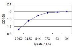 Sandwich ELISA detection sensitivity ranging from approximately 729x to 3x dilution of the ANXA3 293T overexpression lysate (non-denatured).
