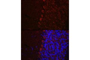 Immunofluorescence analysis of mouse brain using HCRTR1 Rabbit pAb (ABIN7267816) at dilution of 1:100 (40x lens). (HCRTR1 抗体  (AA 150-250))