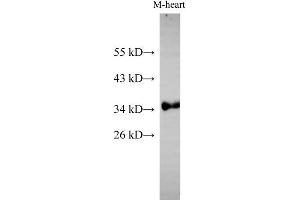 Western Blot analysis of Mouse heart using Cytochrome c1 Polyclonal Antibody at dilution of 1:500 (Cytochrome C1 抗体)