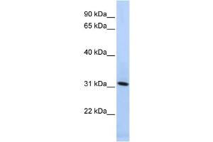 Western Blotting (WB) image for anti-Synaptogyrin 4 (SYNGR4) antibody (ABIN2459060) (SYNGR4 抗体)