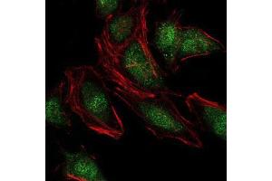 Immunofluorescence (IF) image for anti-Neural Precursor Cell Expressed, Developmentally Down-Regulated 8 (NEDD8) antibody (ABIN969547)
