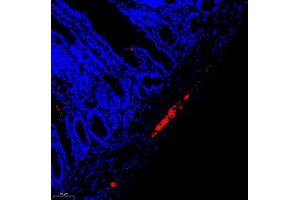 Immunofluorescent analysis of paraffin embedded rat colon using peripherin (ABIN7075012) at dilution of 1: 1600 (Peripherin 抗体)