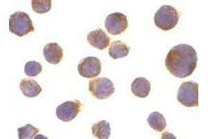 Immunocytochemistry of DR4 in Jurkat cells with AP30299PU-N DR4 antibody at 10 μg/ml.