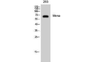 Western Blotting (WB) image for anti-Enabled Homolog (ENAH) (C-Term) antibody (ABIN3185540) (ENAH 抗体  (C-Term))