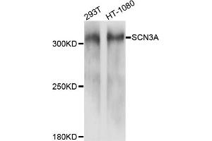 Western blot analysis of extracts of various cell lines, using SCN3A antibody (ABIN4905096) at 1:1000 dilution. (SCN3A 抗体)