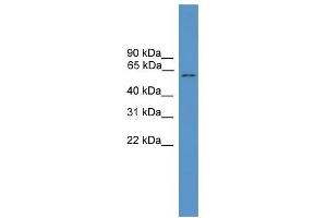 WB Suggested Anti-MLPH Antibody Titration: 0. (Melanophilin 抗体  (C-Term))