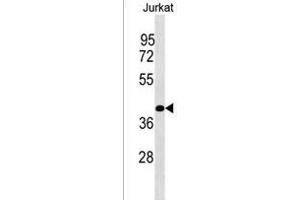 PLCXD1 Antibody (Center) (ABIN1538027 and ABIN2849872) western blot analysis in Jurkat cell line lysates (35 μg/lane). (PLCXD1 抗体  (AA 194-220))