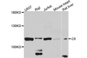 Western blot analysis of extracts of various cell lines, using C5 antibody (ABIN5974486) at 1/1000 dilution.