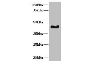 Western blot All lanes: WNT7B antibody at 2.