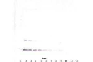 Image no. 2 for anti-Leptin (LEP) antibody (ABIN465530) (Leptin 抗体)