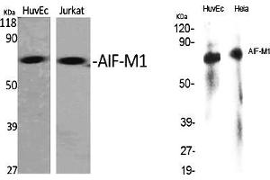Western Blot analysis of various cells using AIF-M1 Polyclonal Antibody diluted at 1:1000. (AIF 抗体  (AA 30-110))