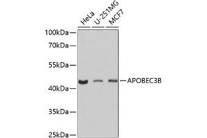 Western blot analysis of extracts of various cell lines, using B antibody (ABIN6129928, ABIN6137004, ABIN6137005 and ABIN6224859) at 1:1000 dilution.