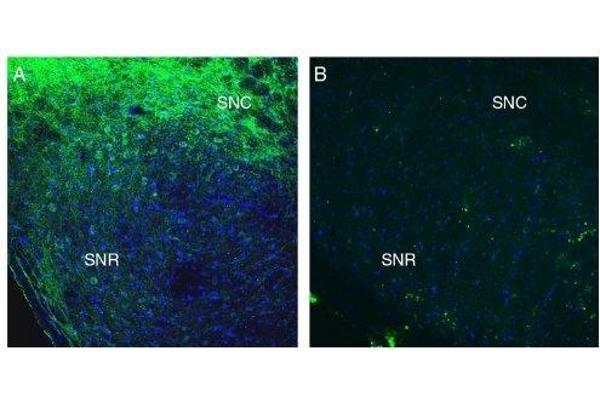 SLC41A2 抗体  (Extracellular, N-Term)