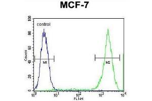 PCDH20 Antibody (Center) flow cytometric analysis of MCF-7 cells (right histogram) compared to a negative control cell (left histogram). (PCDH20 抗体  (Middle Region))