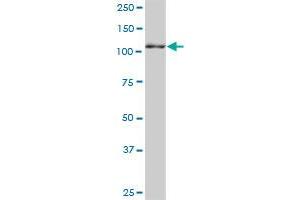 LRAP MaxPab polyclonal antibody. (ERAP2 抗体  (AA 1-350))