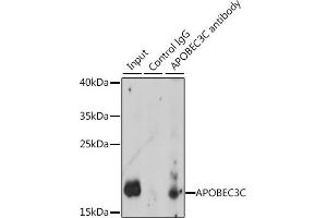 Immunoprecipitation analysis of 200 μg extracts of K-562 cells, using 3 μg C antibody (ABIN7265638). (APOBEC3C 抗体  (AA 1-190))