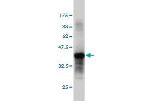 Western Blotting (WB) image for anti-Protein tyrosine Phosphatase, Receptor Type, S (PTPRS) (AA 31-128) antibody (ABIN562537)