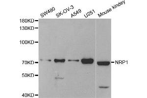 Western Blotting (WB) image for anti-Neuropilin 1 (NRP1) antibody (ABIN1882337) (Neuropilin 1 抗体)
