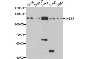Western blot analysis of extracts of various cell lines, using INTS6 antibody. (INTS6 抗体)