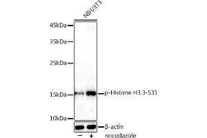 Western blot analysis of extracts of NIH/3T3 cells, using Phospho-Histone H3. (Histone H3.3 抗体  (pSer31))