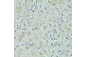 Immunohistochemistry of paraffin-embedded mouse liver using RSRC1 antibody (ABIN5974341) at dilution of 1/100 (40x lens). (RSRC1 抗体)