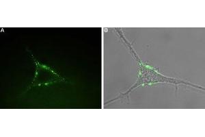 Immunocytochemistry (ICC) image for anti-Purinergic Receptor P2Y, G-Protein Coupled, 1 (P2RY1) (AA 207-220), (Extracellular) antibody (Atto 488) (ABIN7043585)