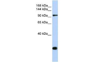 Western Blotting (WB) image for anti-Tight Junction Protein 2 (Zona Occludens 2) (TJP2) antibody (ABIN2458693) (TJP2 抗体)