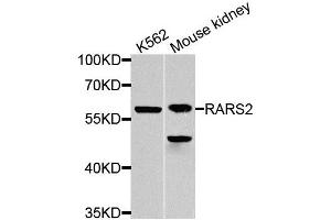 Western blot analysis of extracts of various cell lines, using RARS2 antibody (ABIN5974692) at 1/1000 dilution. (RARS2 抗体)
