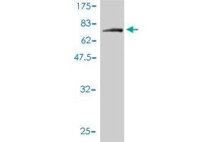 Western Blot detection against Immunogen (83. (NPEPL1 抗体  (AA 1-523))