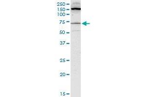 BLK monoclonal antibody (M01), clone 3E5-3A8. (BLK 抗体  (AA 1-505))