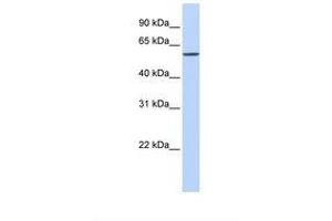Image no. 1 for anti-Solute Carrier Family 7 (Cationic Amino Acid Transporter, Y+ System), Member 1 (SLC7A1) (AA 201-250) antibody (ABIN6738096)