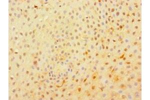 Immunohistochemistry of paraffin-embedded human tonsil tissue using ABIN7174796 at dilution of 1:100 (C1orf54 抗体  (AA 17-131))