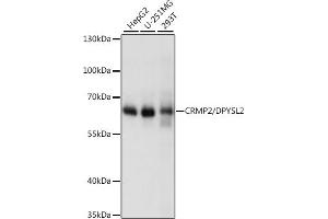 Western blot analysis of extracts of various cell lines, using CRMP2/CRMP2/DPYSL2 antibody (ABIN7266769) at 1:1000 dilution. (DPYSL2 抗体  (AA 400-500))