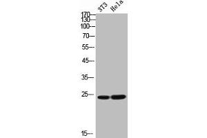 Western Blot analysis of NIH-3T3 Hela cells using FGF-11 Polyclonal Antibody (FGF11 抗体  (Internal Region))