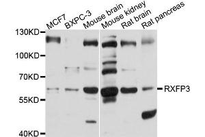 Western blot analysis of extract of various cells, using RXFP3 antibody. (Relaxin 3 Receptor 1 抗体)