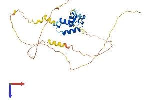 FOXI2 Protein (AA 1-318) (His tag)