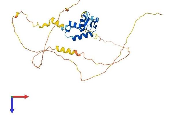 FOXI2 Protein (AA 1-318) (His tag)