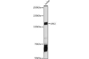 Western blot analysis of extracts of Jurkat cells, using J antibody (ABIN6134375, ABIN6142642, ABIN6142643 and ABIN6213974) at 1:1000 dilution. (JAK3 抗体  (AA 750-850))