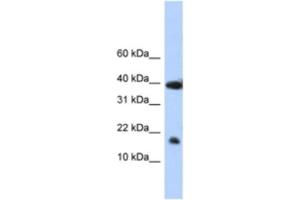 Western Blotting (WB) image for anti-Polymerase (RNA) II (DNA Directed) Polypeptide I, 14.5kDa (POLR2I) antibody (ABIN2461781) (POLR2I 抗体)