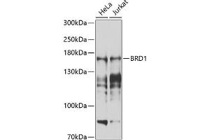 Western blot analysis of extracts of various cell lines, using BRD1 antibody (ABIN6129213, ABIN6137650, ABIN6137651 and ABIN6225205) at 1:1000 dilution. (BRD1 抗体  (AA 1-250))