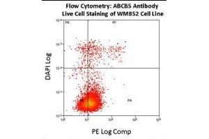 Flow cytometry using ABCB5 antibody on fresh WM852 cells. (ABCB5 抗体  (AA 1-30))