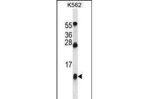 HBG1 Antibody (Center) (ABIN657619 and ABIN2846615) western blot analysis in K562 cell line lysates (35 μg/lane). (HBG1 抗体  (AA 56-85))