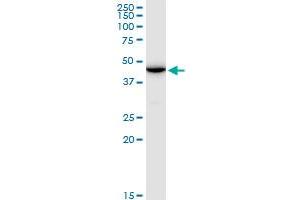 ENO1P MaxPab polyclonal antibody. (ENO1P1 抗体  (AA 1-388))